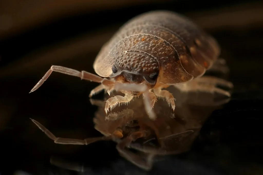 Bed-Bug-Treatment - Middletown Pest Control Pros | Middletown, NJ | 732-466-6998