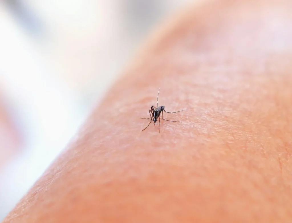 Mosquito Control - Middletown Pest Control Pros | Middletown, NJ | 732-466-6998